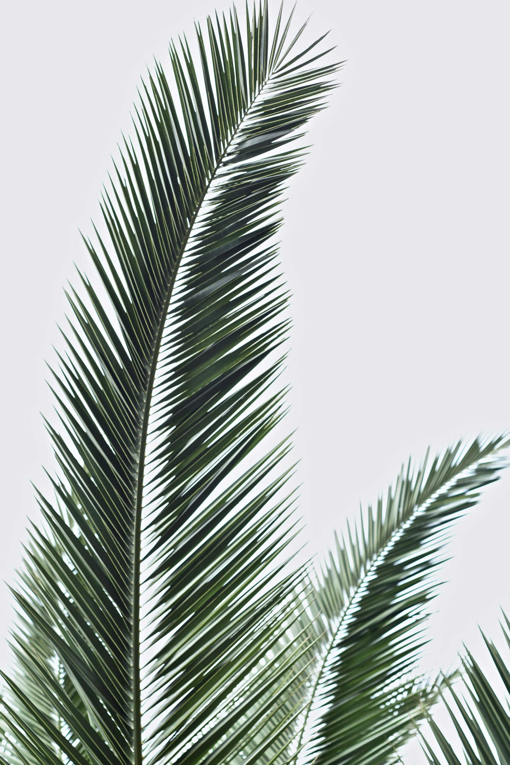 Close-up of green palm leaves set against a soft gray sky, evoking tranquility and tropical vibes.
